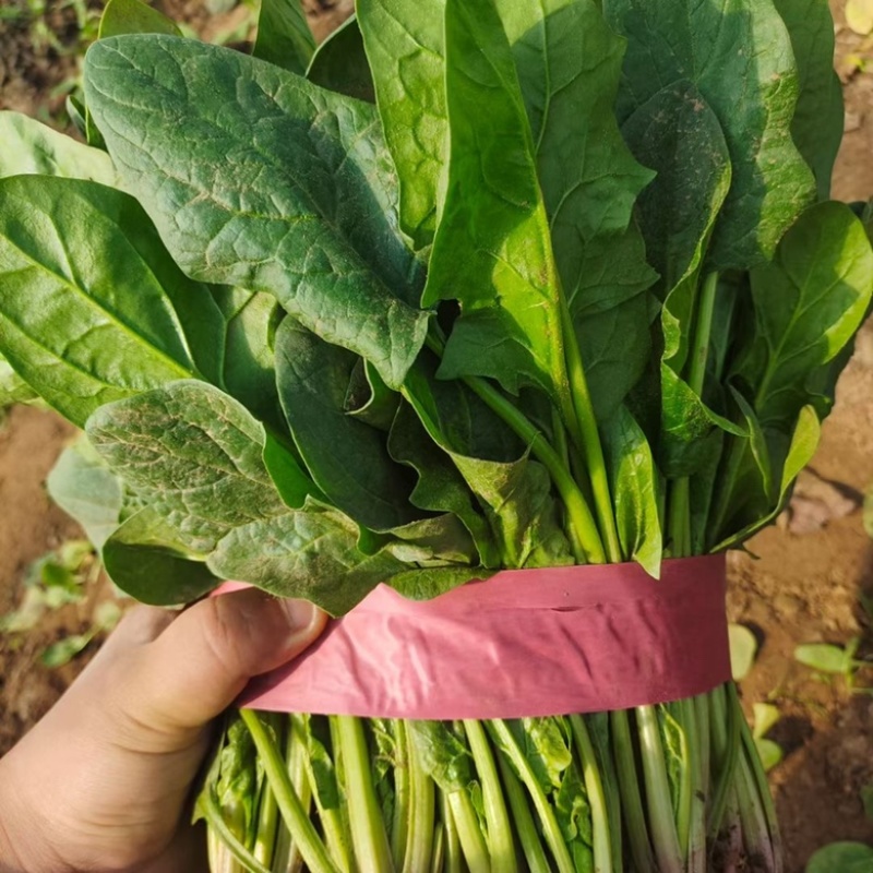 菠菜大叶菠菜25公分左右。产地直供，欢迎大家前来选购。