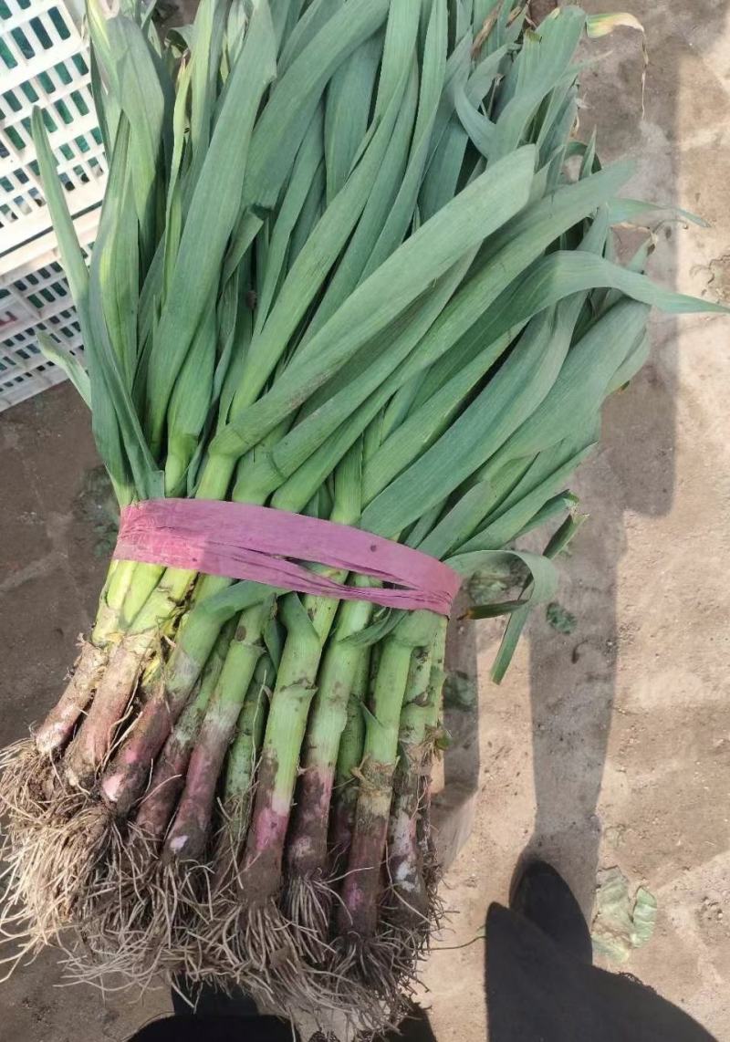 红根蒜苗