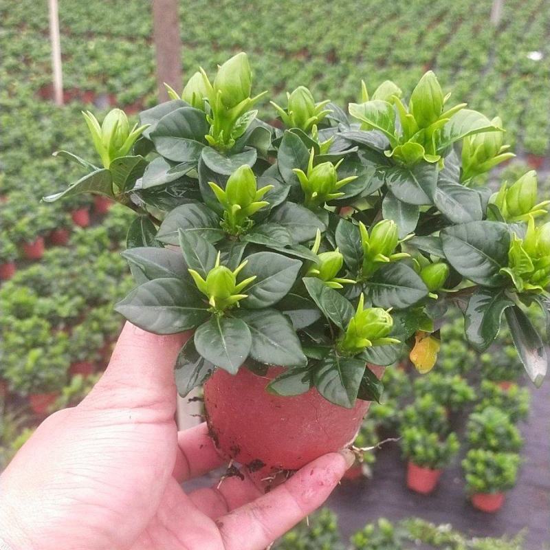 栀子花/大栀子花/小栀子花/四季栀子花苗/栀子/黄栀子