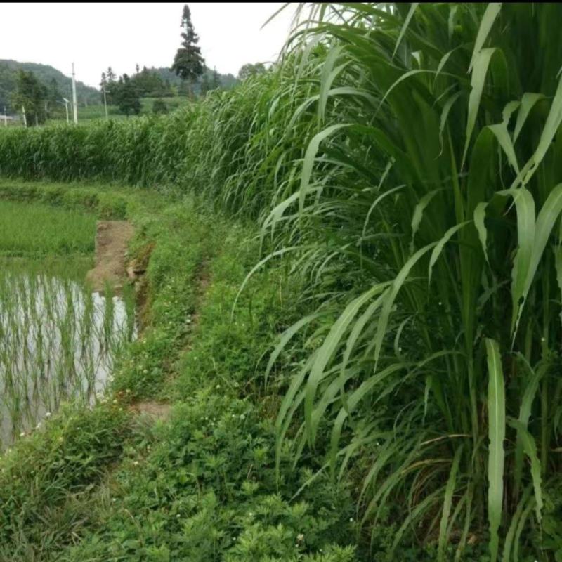一件代发0.1一牙包邮，无毛甜象草3号，现割坏苗补发，