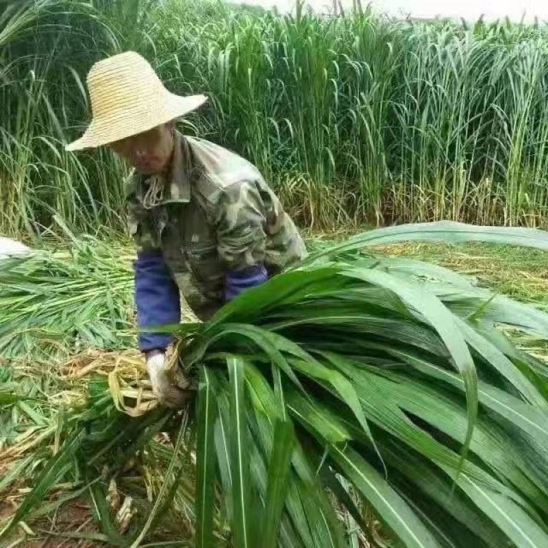 一件代发0.1一牙包邮，无毛甜象草3号，现割坏苗补发，