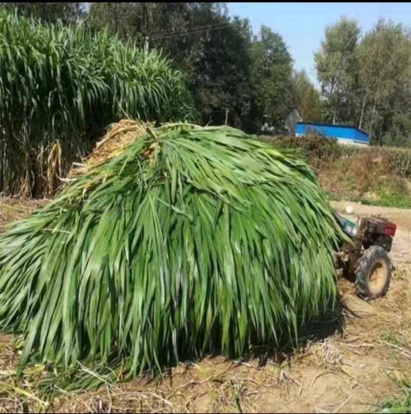 一件代发0.1一牙包邮，无毛甜象草3号，现割坏苗补发，