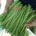 精品扁青芸豆鲜扁豆宽芸豆蔬菜产地直发条直20cm以上