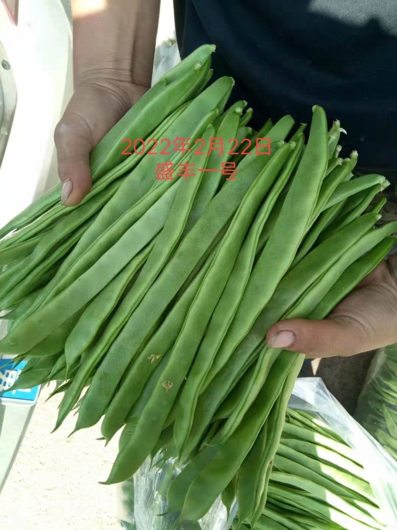精品扁青芸豆鲜扁豆宽芸豆蔬菜产地直发条直20cm以上