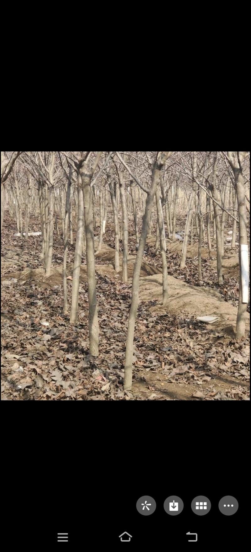 山楂树苗山楂树苗山楂树苗