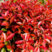 红叶石楠种子四季常青绿化树种子红罗宾火焰红石楠树种子
