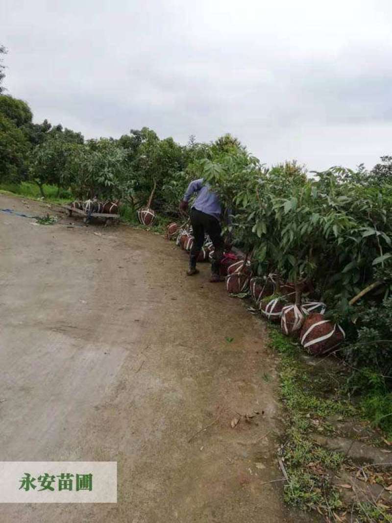 宜宾荔枝苗基地批发，内江优质鸡嘴，带绿，妃子笑，特晚熟