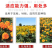 孔雀草种子耐寒花卉重瓣花种子庭院室外景观花卉四季易种