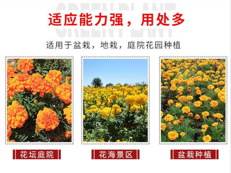 孔雀草种子耐寒花卉重瓣花种子庭院室外景观花卉四季易种