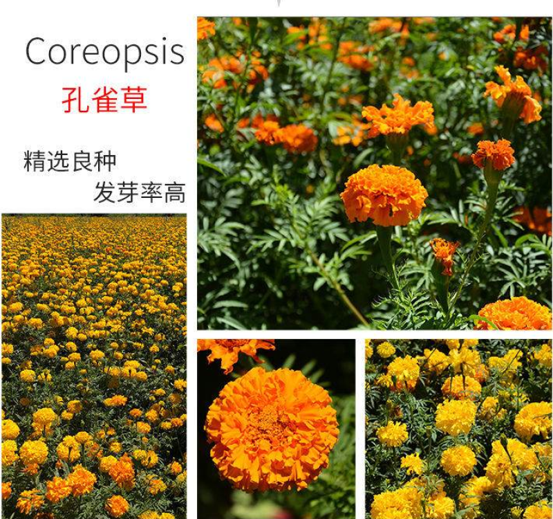 孔雀草种子耐寒花卉重瓣花种子庭院室外景观花卉四季易种