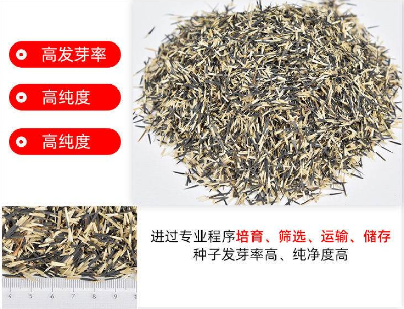 孔雀草种子耐寒花卉重瓣花种子庭院室外景观花卉四季易种