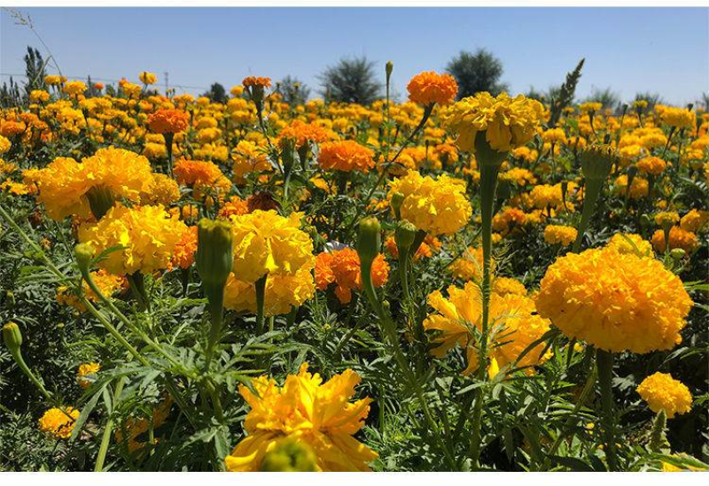 孔雀草种子耐寒花卉重瓣花种子庭院室外景观花卉四季易种