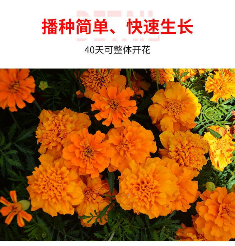 孔雀草种子耐寒花卉重瓣花种子庭院室外景观花卉四季易种