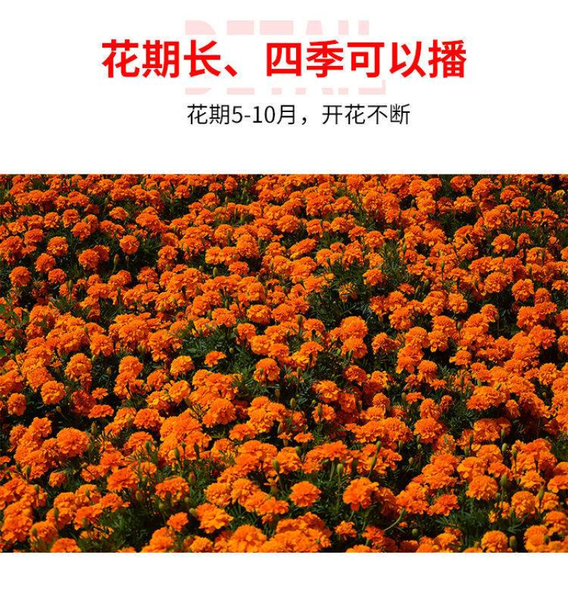 孔雀草种子耐寒花卉重瓣花种子庭院室外景观花卉四季易种