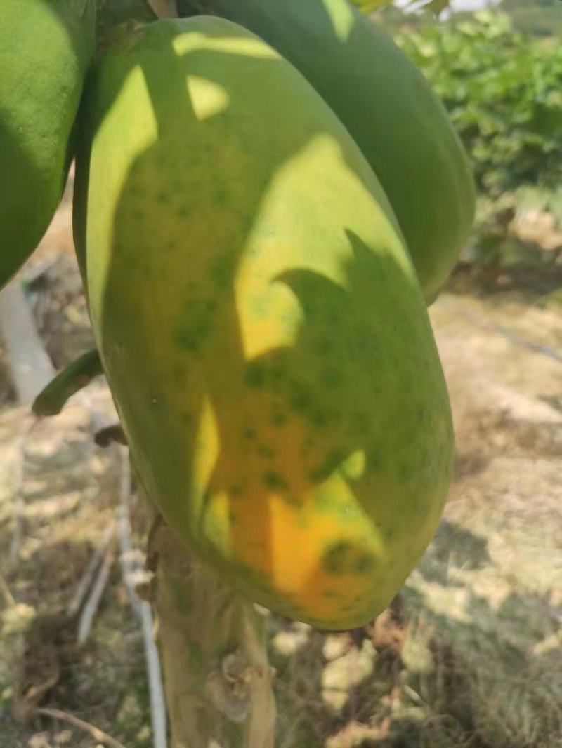 广东大青水果红心木瓜，肉质脆甜，表皮光滑，口感好产地供货