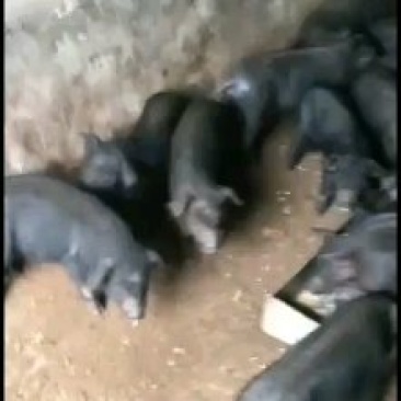 四川黑猪仔
