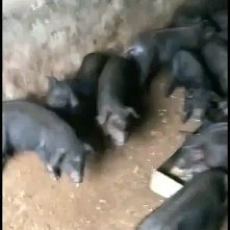 四川黑猪仔