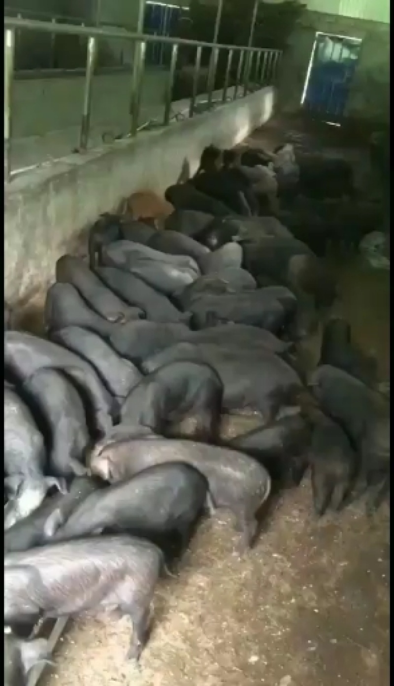 四川黑猪仔