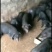 四川黑猪仔