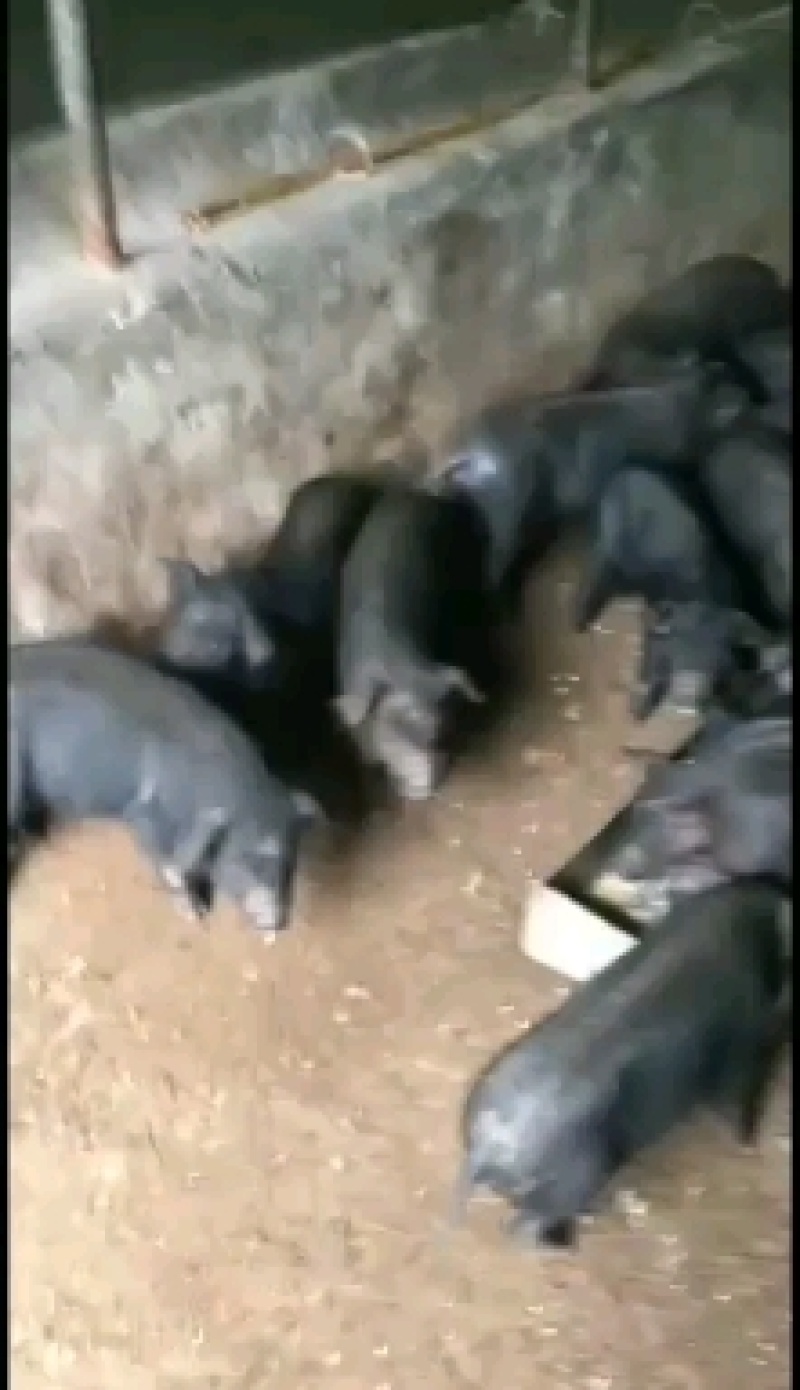 四川黑猪仔