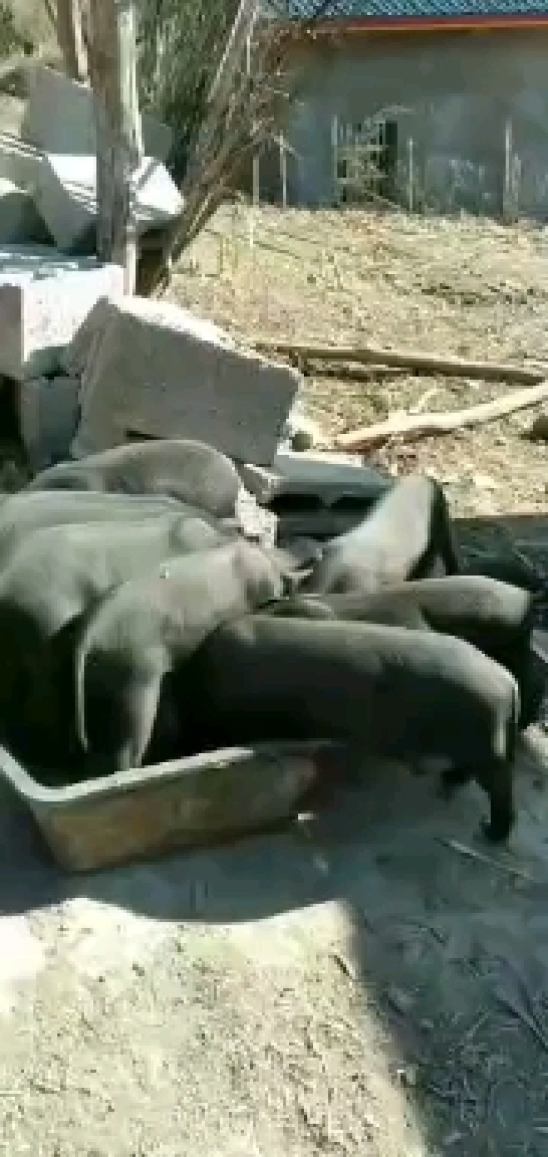四川黑猪仔