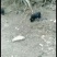 四川黑猪仔