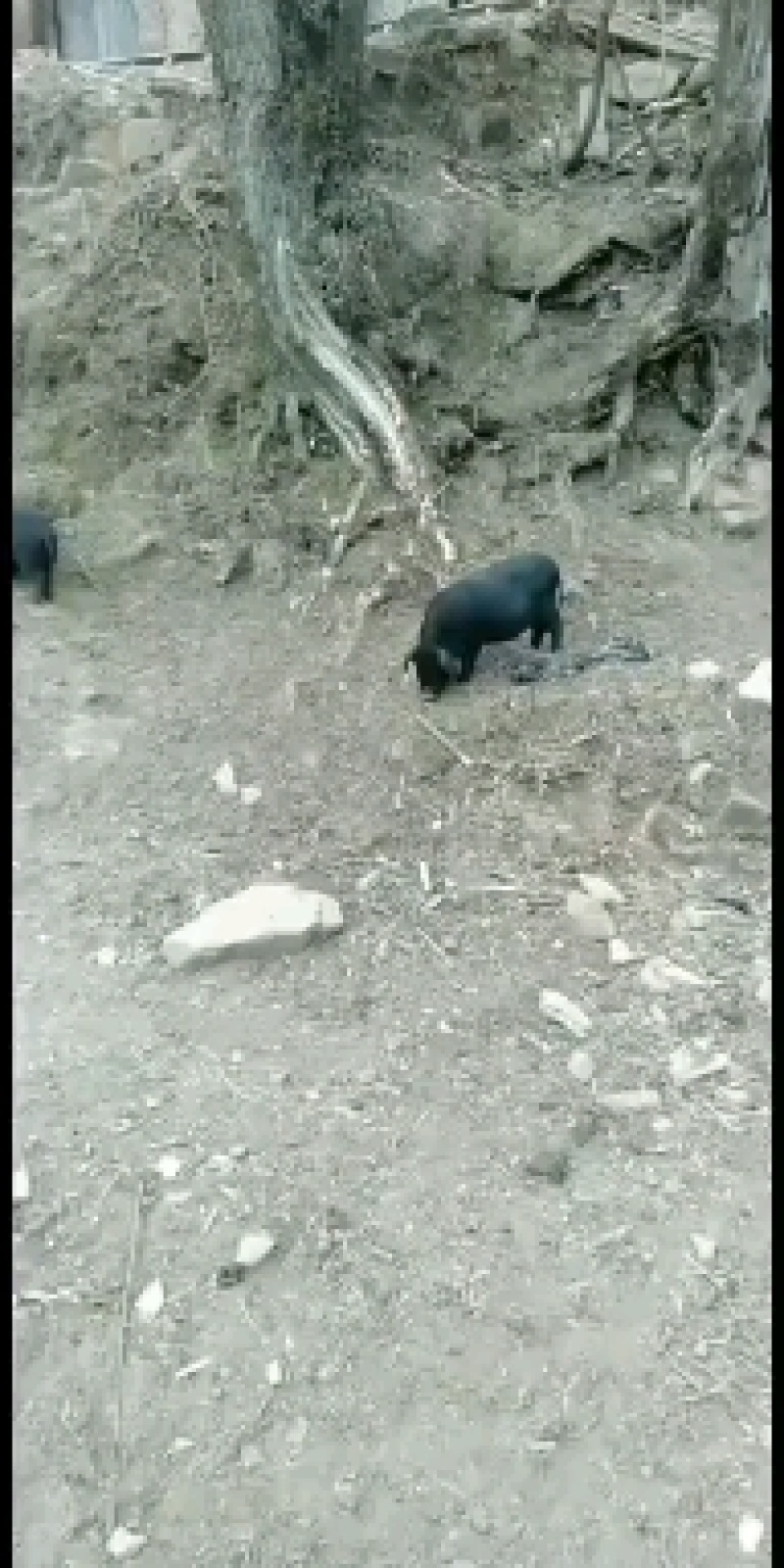 四川黑猪仔