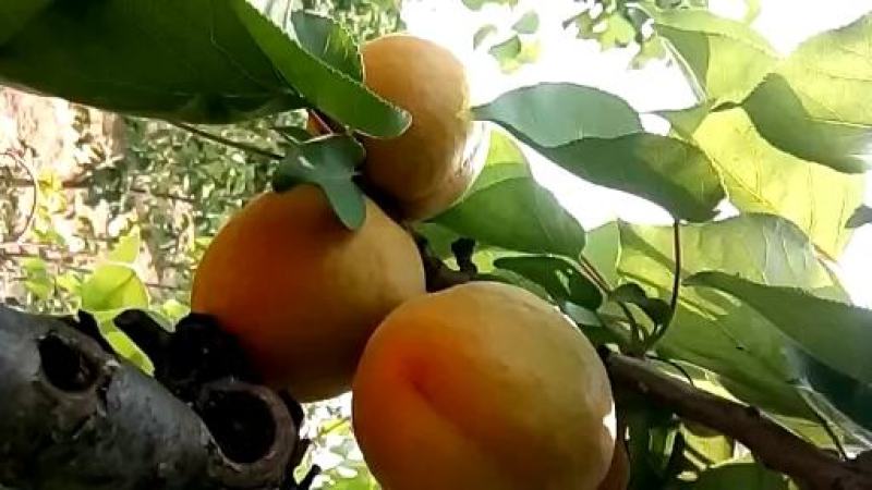 山西运城高原特产金太阳杏