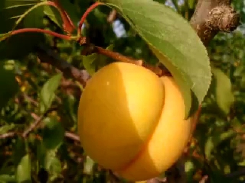 山西运城高原特产金太阳杏