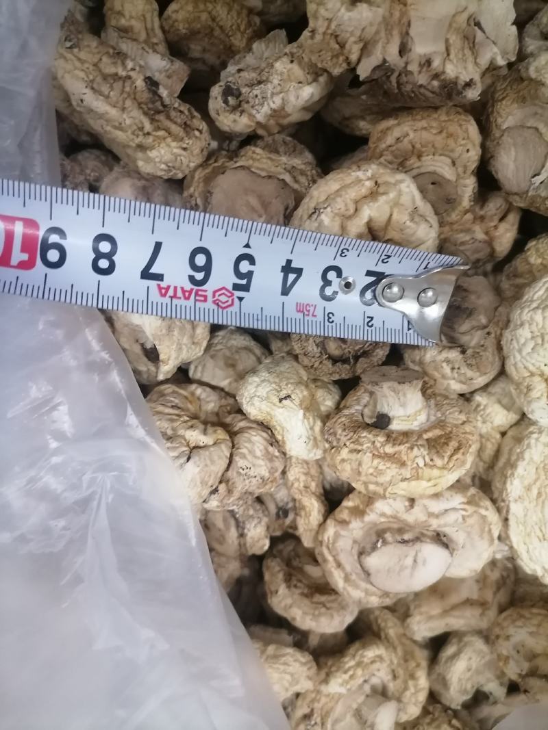 双孢菇干品，日产十吨到15吨，质量好，规格按客户需求加工