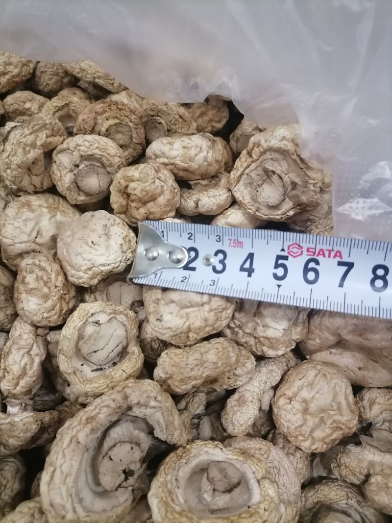双孢菇干品，日产十吨到15吨，质量好，规格按客户需求加工