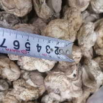 双孢菇干品，日产十吨到15吨，质量好，规格按客户需求加工