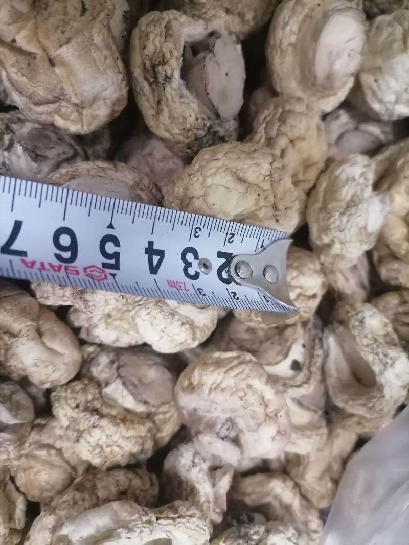 双孢菇干品，日产十吨到15吨，质量好，规格按客户需求加工