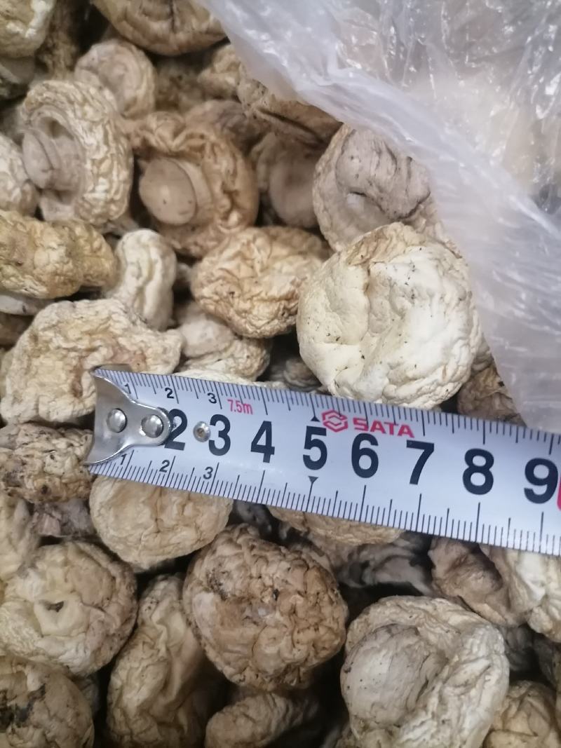双孢菇干品，日产十吨到15吨，质量好，规格按客户需求加工