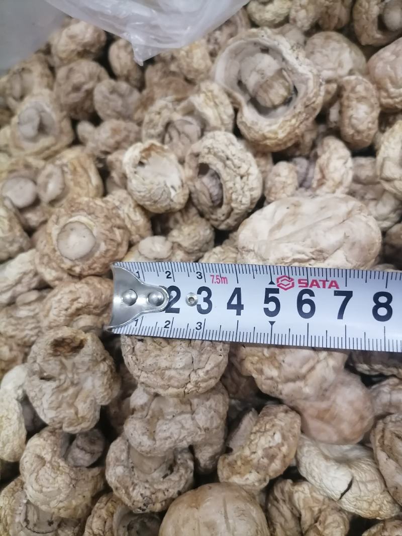 双孢菇干品，日产十吨到15吨，质量好，规格按客户需求加工