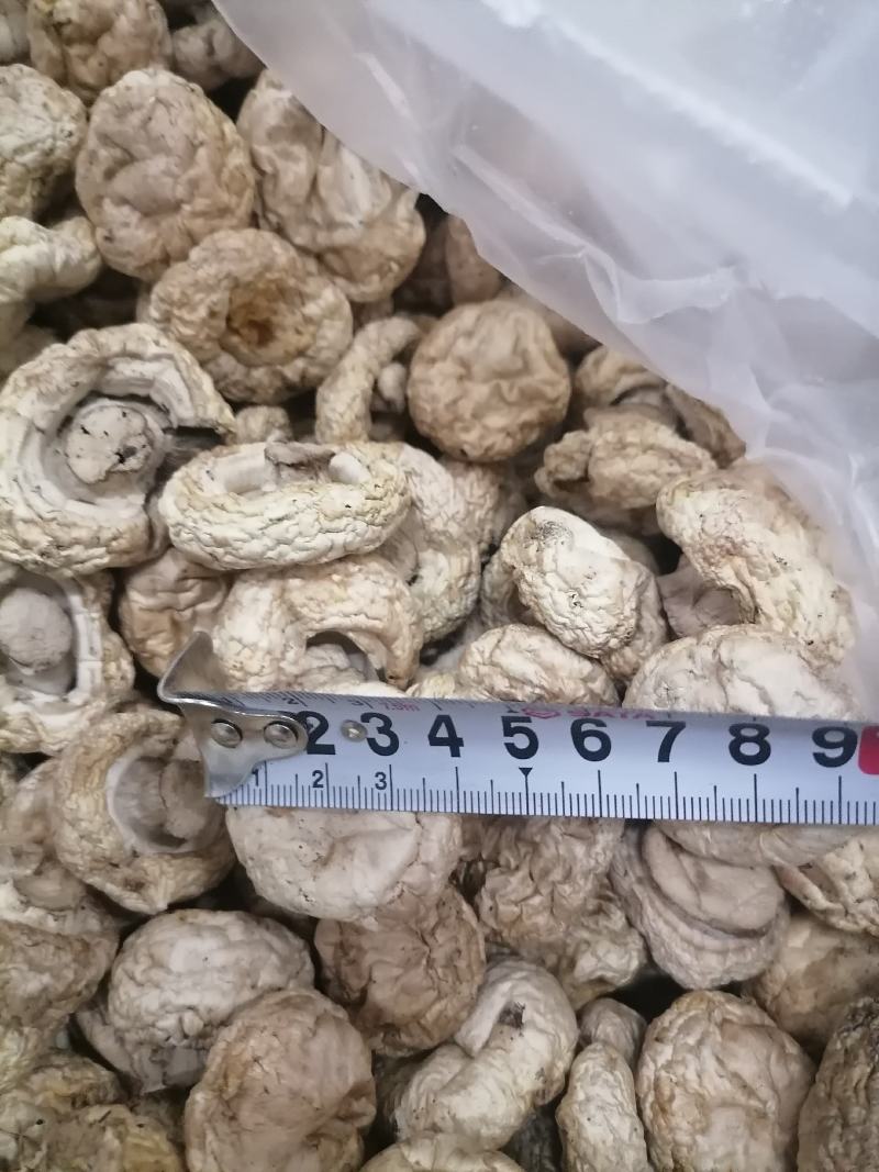 双孢菇干品，日产十吨到15吨，质量好，规格按客户需求加工