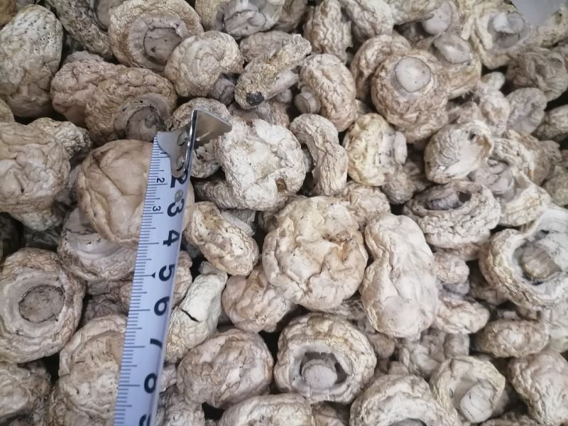 双孢菇干品，日产十吨到15吨，质量好，规格按客户需求加工