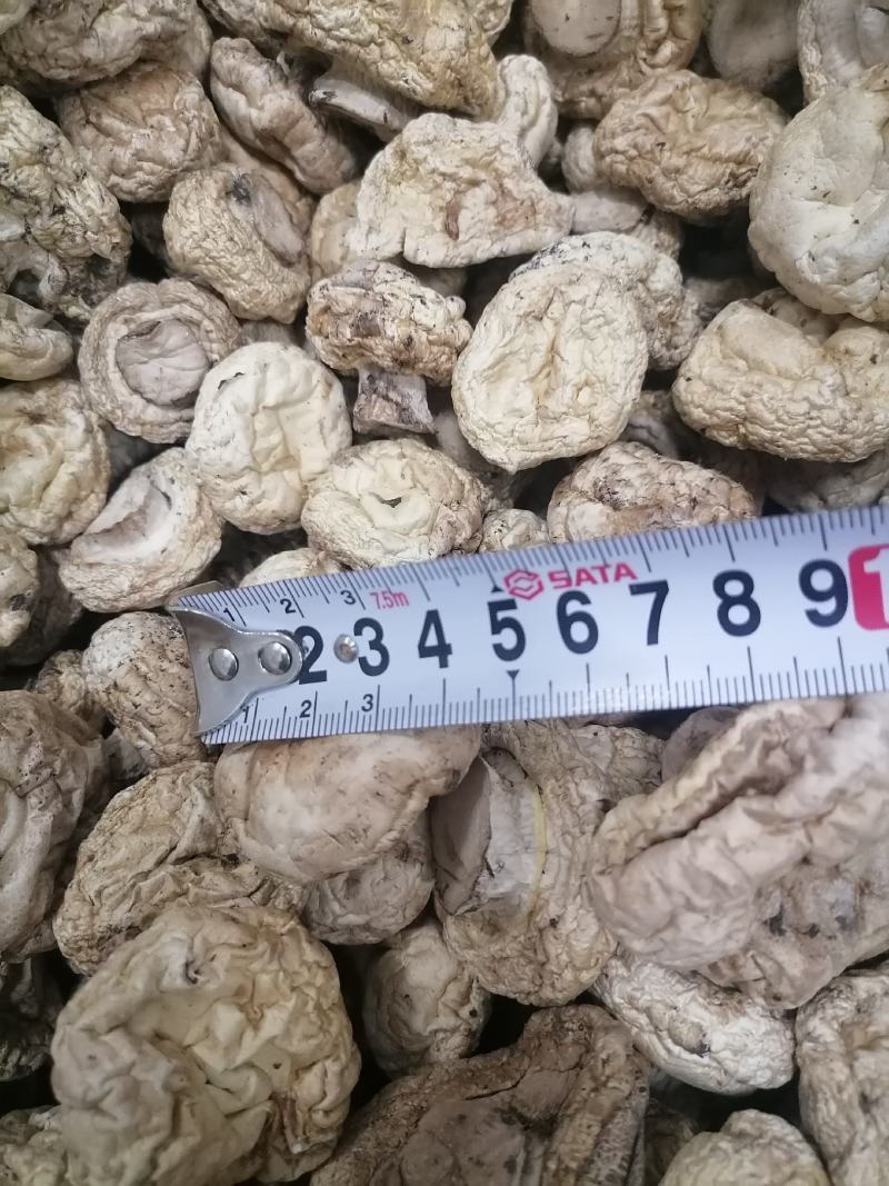 双孢菇干品，日产十吨到15吨，质量好，规格按客户需求加工