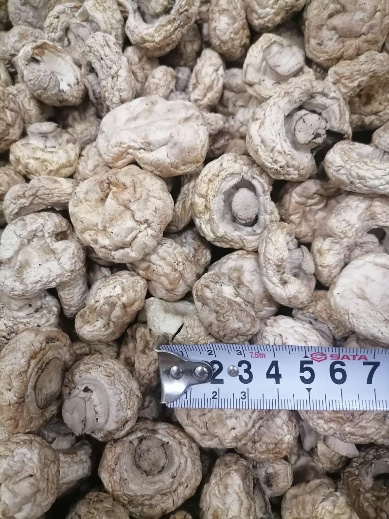 双孢菇干品，日产十吨到15吨，质量好，规格按客户需求加工