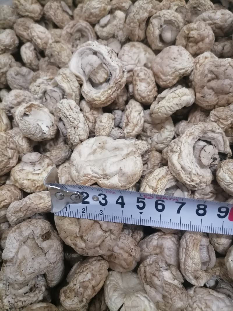 双孢菇干品，日产十吨到15吨，质量好，规格按客户需求加工