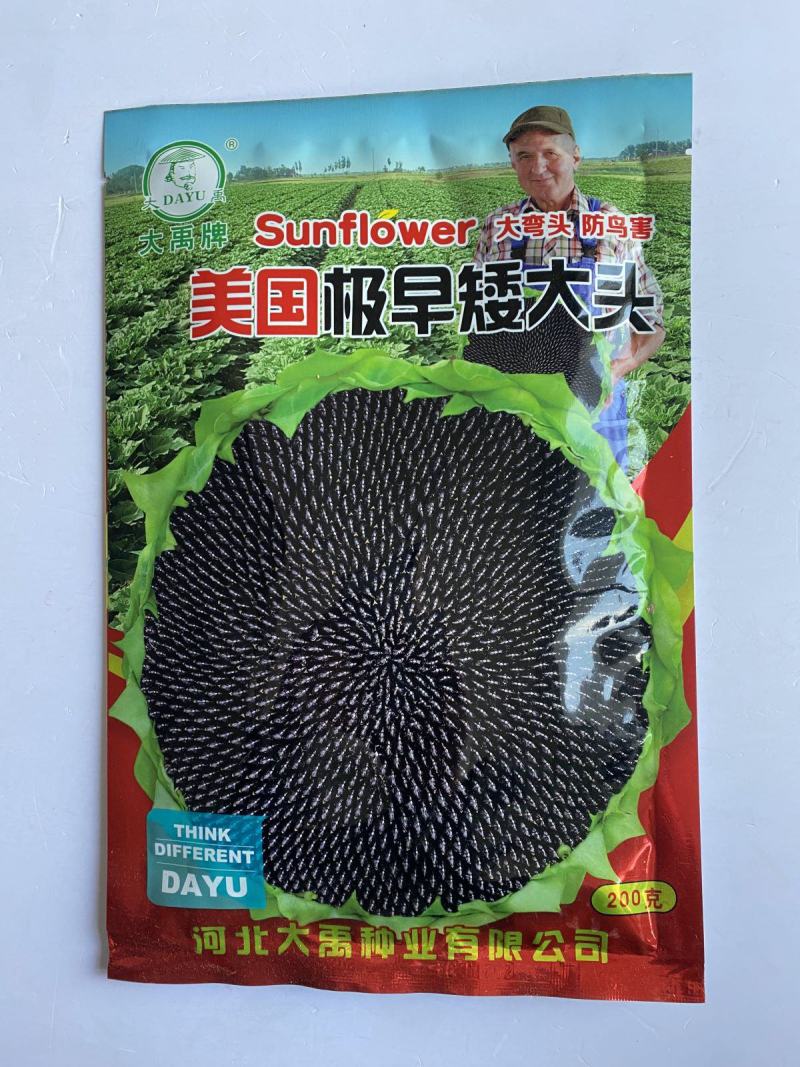 美国**矮大头油王**油葵种子批发高产榨油向日葵油葵籽满