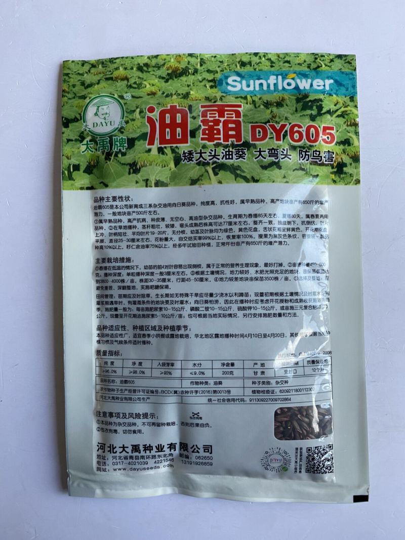 美国**矮大头油王**油葵种子批发高产榨油向日葵油葵籽满