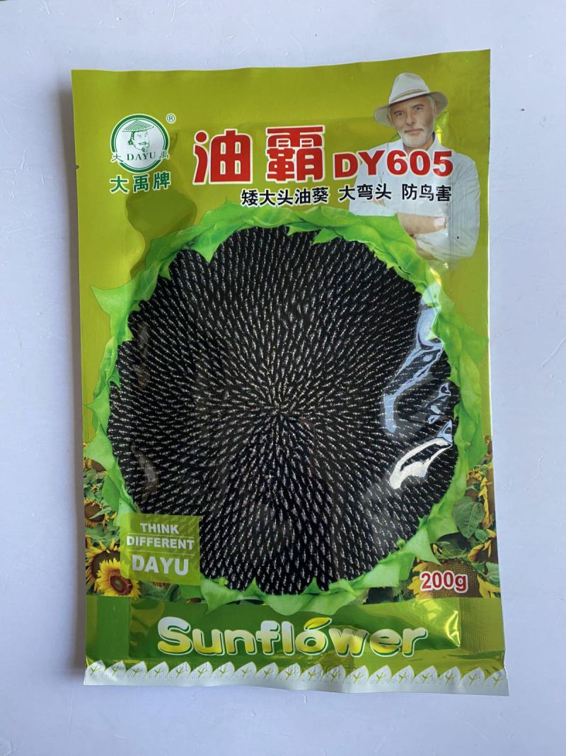 美国**矮大头油王**油葵种子批发高产榨油向日葵油葵籽满