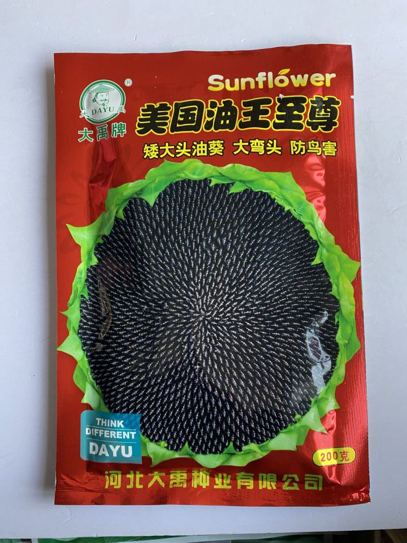 美国**矮大头油王**油葵种子批发高产榨油向日葵油葵籽满