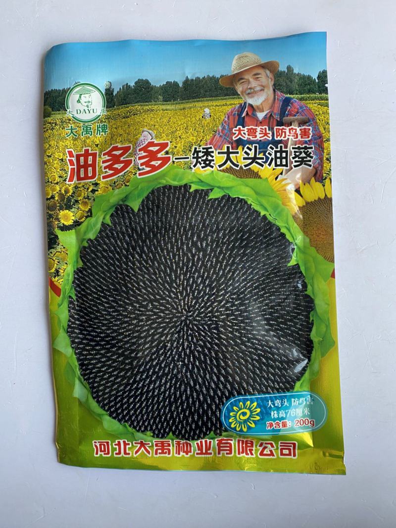 美国**矮大头油王**油葵种子批发高产榨油向日葵油葵籽满