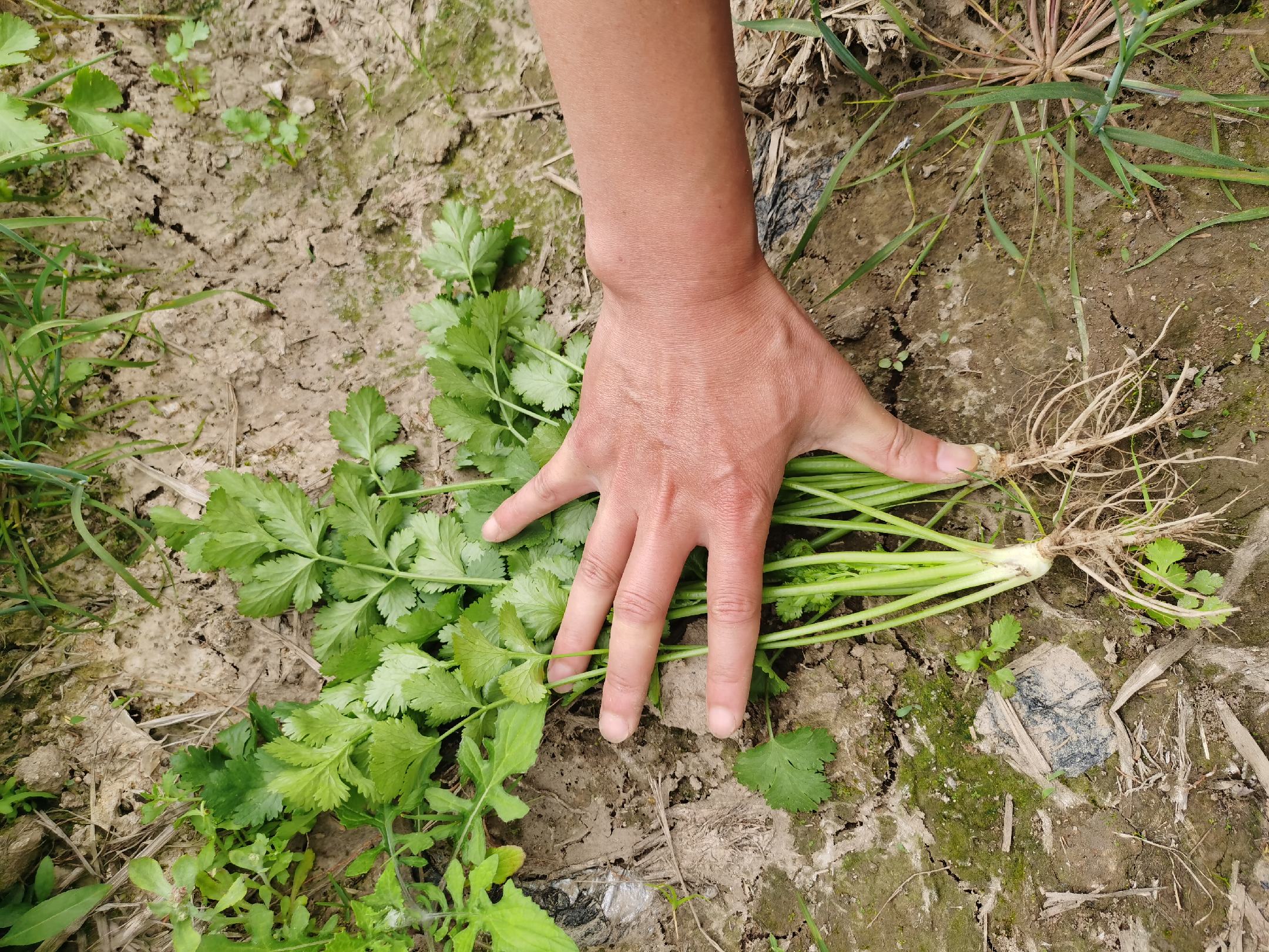 香菜整株图示,展示香菜叶、茎、根三部分的形态结构 香菜整株图示