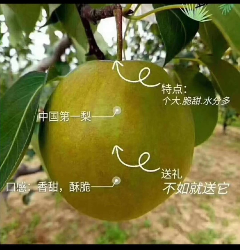 《玉露香梨》现已上市大量批发、产地直供、诚信合作