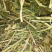 【牛商优选】常年出售:花生秧草，段，牛羊马驴草动物饲料