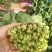 名门菠菜20~25厘米，30/35厘米，货源充足