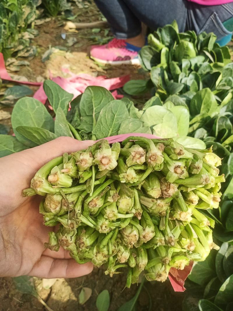 名门菠菜20~25厘米，30/35厘米，货源充足